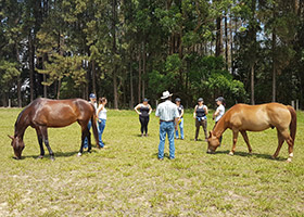 Selva Aventura - Desenvolvimento de Liderana com cavalos